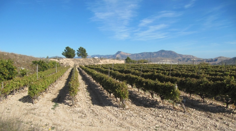 Alicante - Monóvar - 110000m2