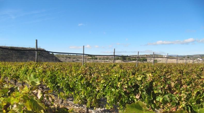 Alicante - Monóvar - 110000m2