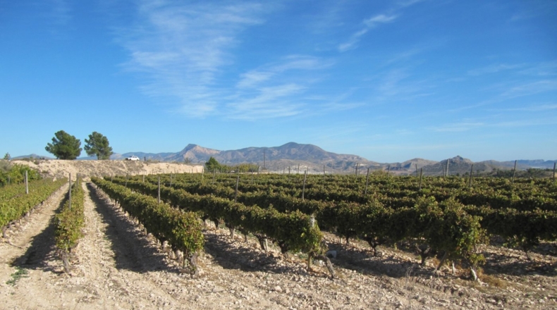 Alicante - Monóvar - 110000m2