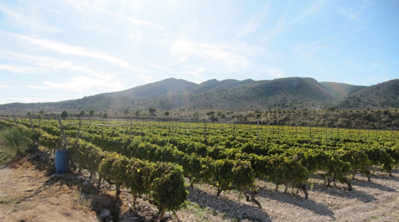 Alicante - Monóvar - 110000m2