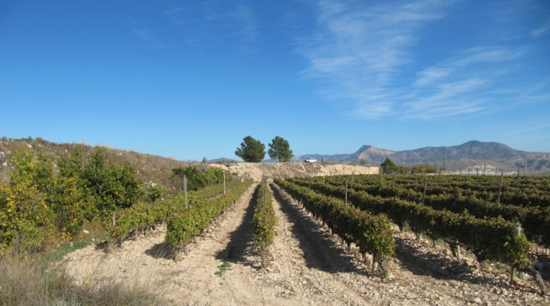 Alicante - Monóvar - 110000m2