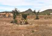 Land suitable for development for sale on España, Salinas, ref: TR33011 photo