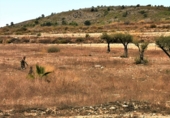 Land suitable for development for sale on España, Salinas, ref: TR33011 photo
