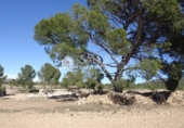 Finca rústica en venta en la España, Yecla, ref: TR3037 foto