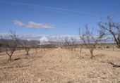 Finca rústica en venta en la España, Yecla, ref: TR3037 foto