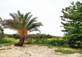 Masia amb terreny en venda a la España, Elx, ref.: TR21582 foto