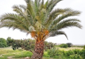 Masia amb terreny en venda a la España, Elx, ref.: TR21582 foto
