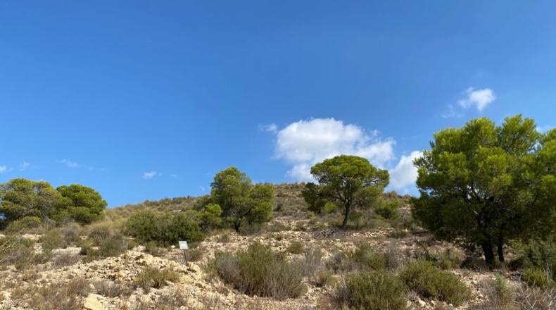 Alicante - Monforte del Cid - 28304m2