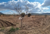 Terreny no urbanitzable en venda a la España, Favanella, ref.: TR32584 foto