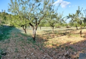 Terreny no urbanitzable en venda a la España, el Fondó de les Neus, ref.: TR39663 foto