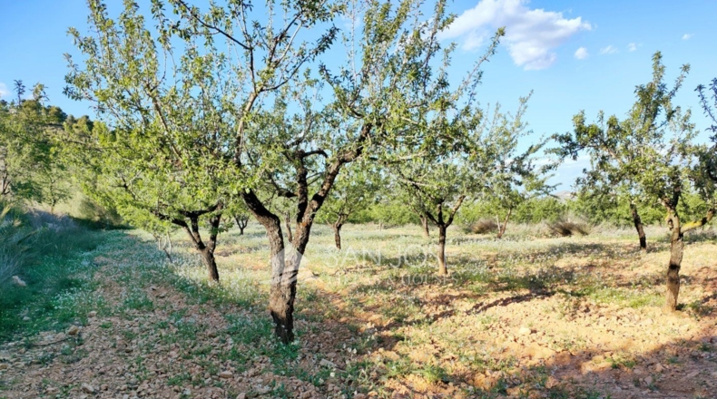 Alicante - Hondón de las Nieves - 3900m2