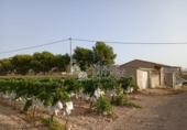 Terreny no urbanitzable en venda a la España, Novelda, ref.: TR54843 foto