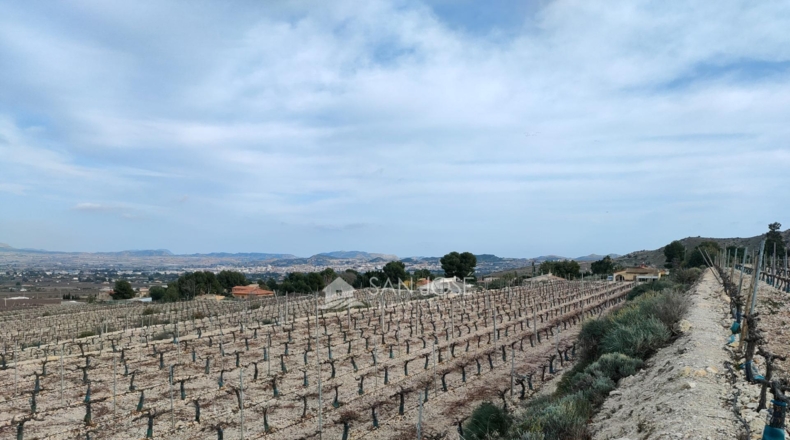 Alicante - Aspe - 43951m2
