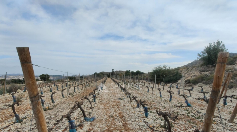 Alicante - Aspe - 43951m2