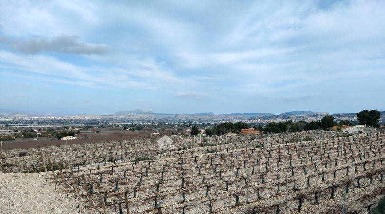 Alicante - Aspe - 43951m2
