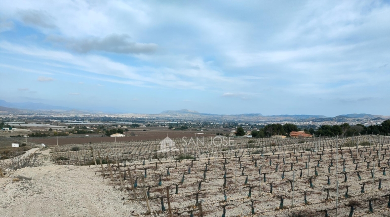 Alicante - Aspe - 43951m2