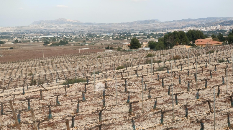 Alicante - Aspe - 43951m2