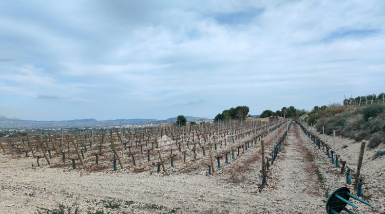 Alicante - Aspe - 43951m2