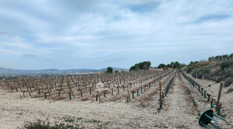 Alicante - Aspe - 43951m2