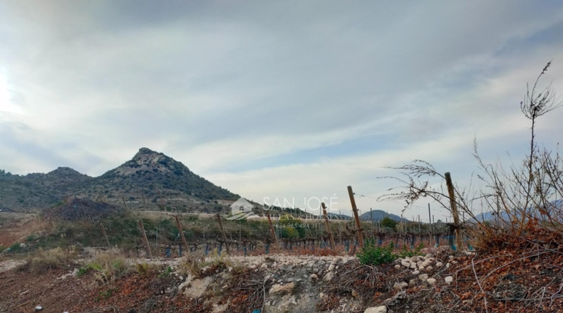 Alicante - Aspe - 43951m2