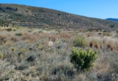 Terreny no urbanitzable en venda a la España, el Fondó dels Frares, ref.: TR106552 foto