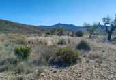 Terreny no urbanitzable en venda a la España, el Fondó dels Frares, ref.: TR106552 foto