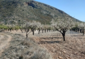 Non-developable land for sale on España, Orihuela, ref: TR106551 photo