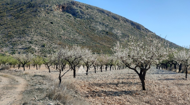 Alicante - La Canalosa - 16576m2