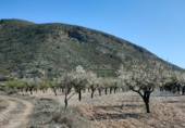 Non-developable land for sale on España, Orihuela, ref: TR106551 photo