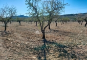 Non-developable land for sale on España, Orihuela, ref: TR106551 photo