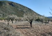 Non-developable land for sale on España, Orihuela, ref: TR106551 photo
