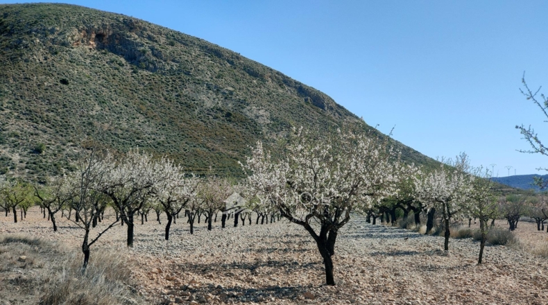 Alicante - La Canalosa - 16576m2
