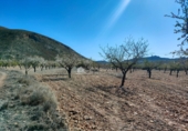 Non-developable land for sale on España, Orihuela, ref: TR106551 photo