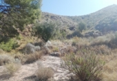 Non-developable land for sale on España, Abanilla, ref: TR106550 photo