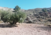 Non-developable land for sale on España, Abanilla, ref: TR106550 photo