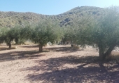 Non-developable land for sale on España, Abanilla, ref: TR106550 photo