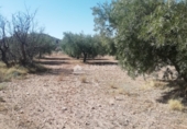 Non-developable land for sale on España, Abanilla, ref: TR106550 photo