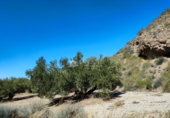 Non-developable land for sale on España, Abanilla, ref: TR106550 photo