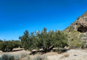 Non-developable land for sale on España, Abanilla, ref: TR106550 photo