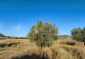 Non-developable land for sale on España, Hondón de las Nieves, ref: TR106547 photo