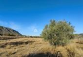 Non-developable land for sale on España, Hondón de las Nieves, ref: TR106547 photo