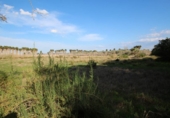 Finca rústica en venda a la España, Elx, ref.: TR81549 foto