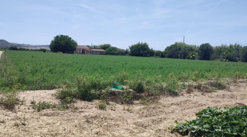 Alicante - Guardamar del Segura - 11500m2