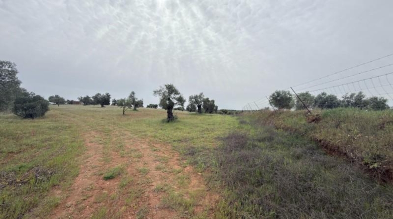 Huelva - Niebla - 16000m2