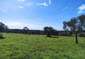 Non-developable land for sale on España, Niebla, ref: TR403778 photo