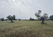 Non-developable land for sale on España, Niebla, ref: TR403778 photo