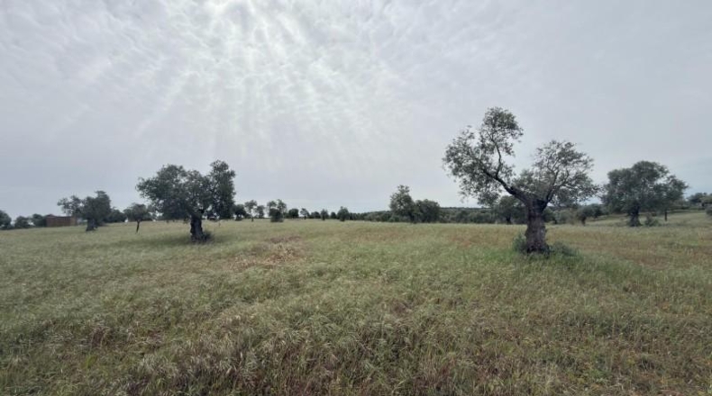 Huelva - Niebla - 16000m2