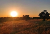 Non-developable land for sale on España, Niebla, ref: TR403778 photo