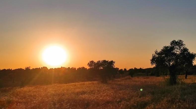 Huelva - Niebla - 16000m2