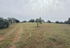 Niebla 16000&nbsp;m²